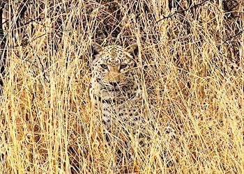 Leopard tracking, Namibia