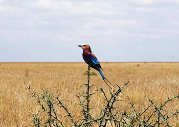 Lilac Breasted Roller, Ruaha National Park