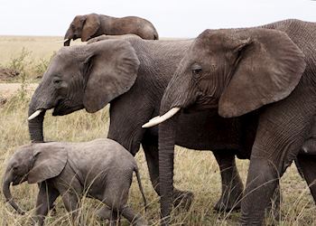 Ruaha National Park, Tanzania