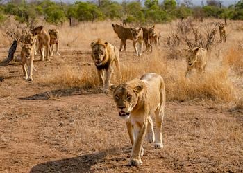 Pride of lion, Timbavati Private Game Reserve, South Africa