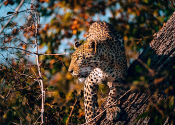Leopard in the Ruaha National Park
