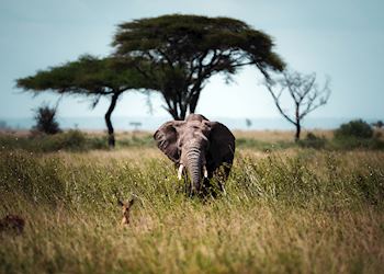 Elephant in the Serengeti