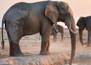 Bull elephant at a watering hole in Nxai Pan, Botswana