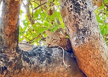 Leopard, Sausage Camp, Lower Zambezi, Zambia
