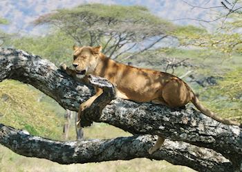 Lion napping, Serengeti National Park, Tanzania