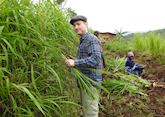 Toby cutting maize in Rwanda