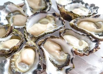 Sydney Rock Oysters