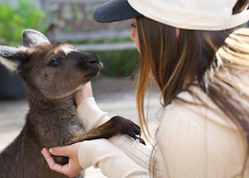 Audley specialist Desiree with a tame kangaroo