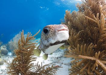 Pufferfish