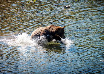 Bear watching at Campbell River, Vancouver Island, Canada