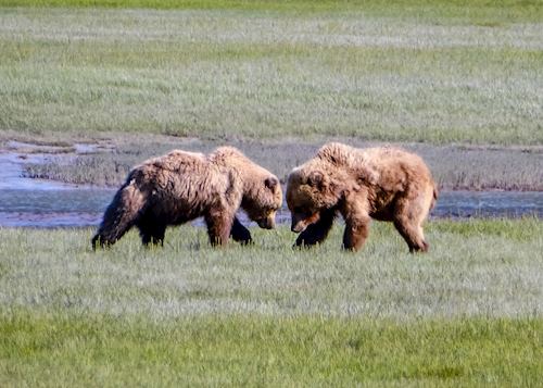 Bear viewing at Chinitna Bay