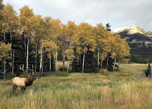 Elk in Jasper National Park