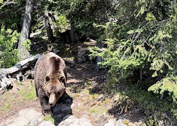 Grizzly bear in Jasper, Canada