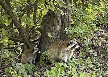 Racoons
