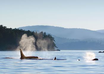 Orca, Vancouver Island