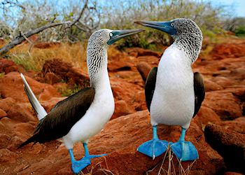 Blue footed boobies, Galapagos Islands