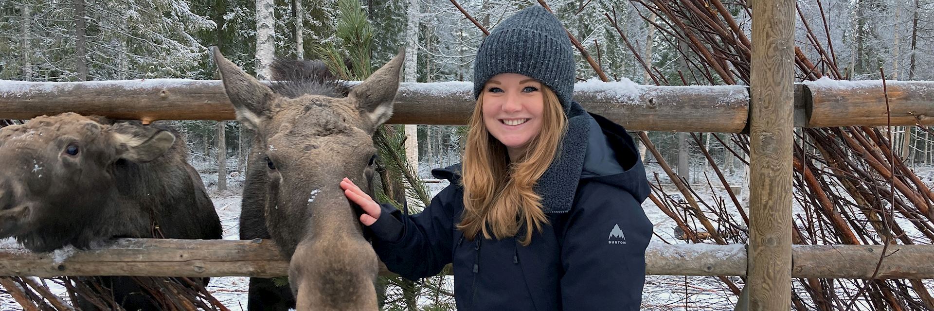 Aislyn feeding a moose in Sweden