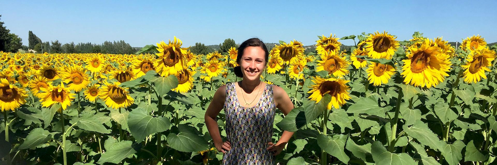 Careese in sunflower fields, France