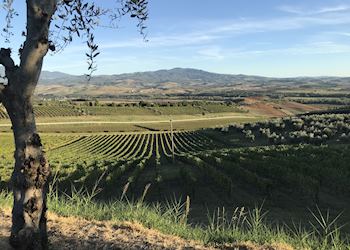 Vineyards in Montalcino, Italy