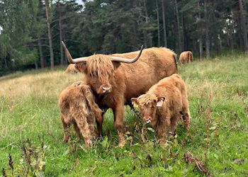 Highland cows (hairy coos), Scotland