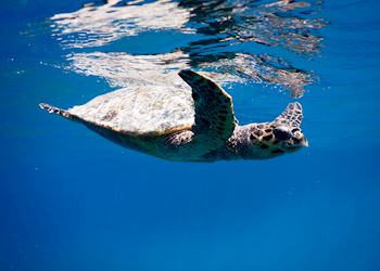 Snorkeling at Anantara Veli Maldives Resort
