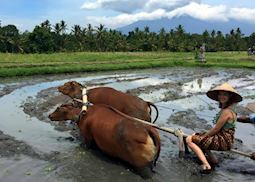 Kate in the rice fields of Bali, Indonesia