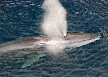 Fin whale