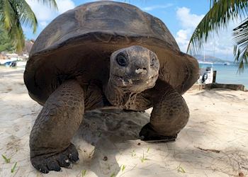 Giant tortoise, Curieuse Island in the Seychelles