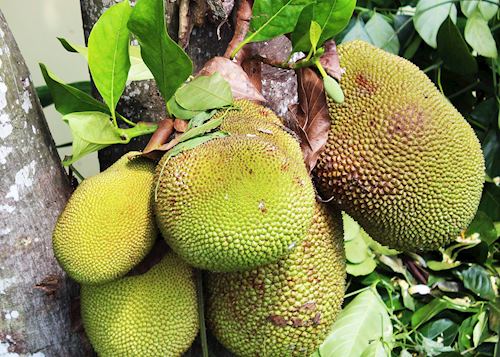 Jackfruit