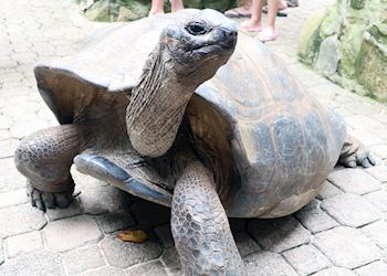 Tortoise
