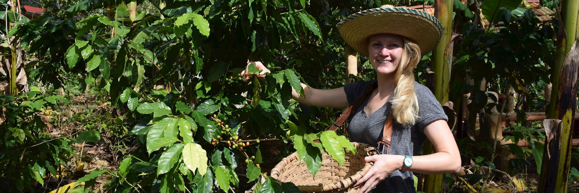 Alison coffee picking, Cuba