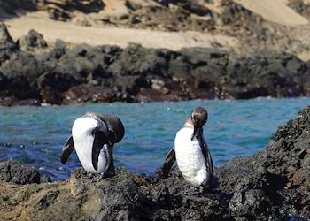 Galapagos penguins