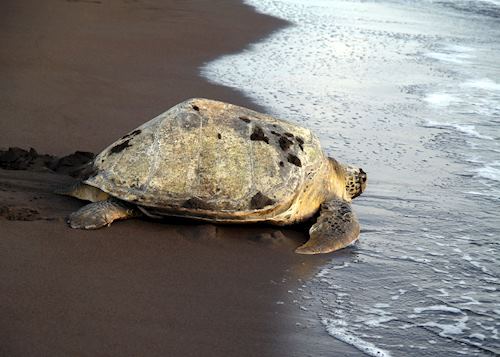 Turtle on Costa Rica beach