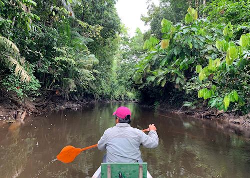 Journeying through the Amazon rainforest