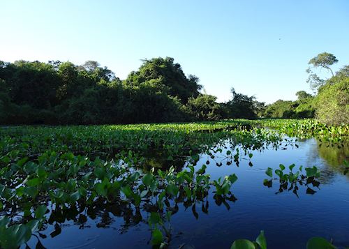 Canoeing in the Pantanal, Brazil