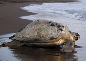 Green turtle, Tortuguero National Park, Costa Rica