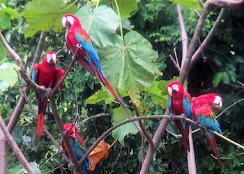 Macaws in the Peruvian Amazon