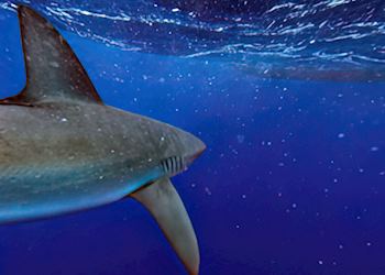 Galapagos shark
