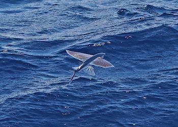 Flying fish