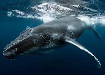 Humpback whale