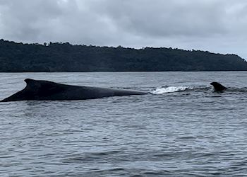 Whale and her calf off the Osa Peninsula
