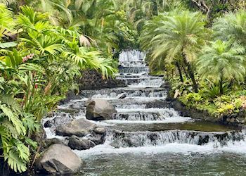 Rainforest