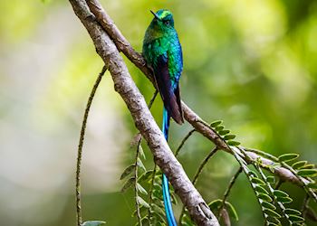 Hummingbird, Cocora Valley, Colombia
