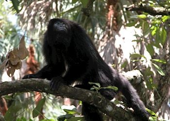 Howler monkey, Belize