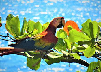 Scarlet macaw, Osa Peninsula, Costa Rica
