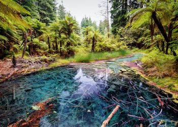 Whakarewarewa Forest Park