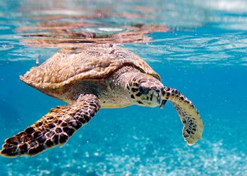 Hawksbill turtle