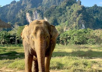 Elephant, Khao Sok National Park