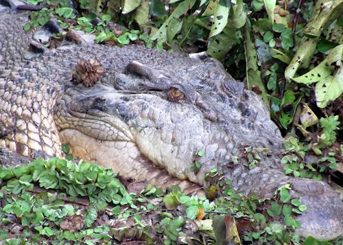 Crocodile, Kinabatangan River, Malaysia