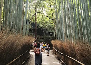 Joy visiting Arashiyama's bamboo groves, Kyoto, Japan